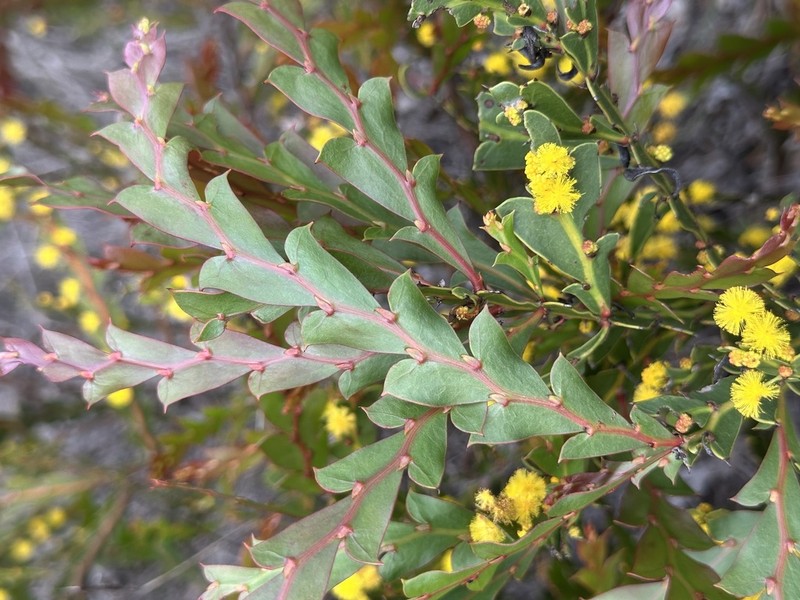Acacia bifaria photo 2