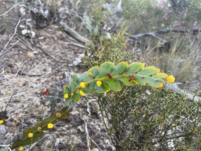 Acacia bifaria photo 3