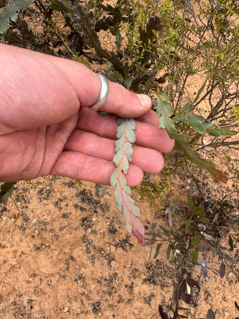 Acacia bifaria photo 5