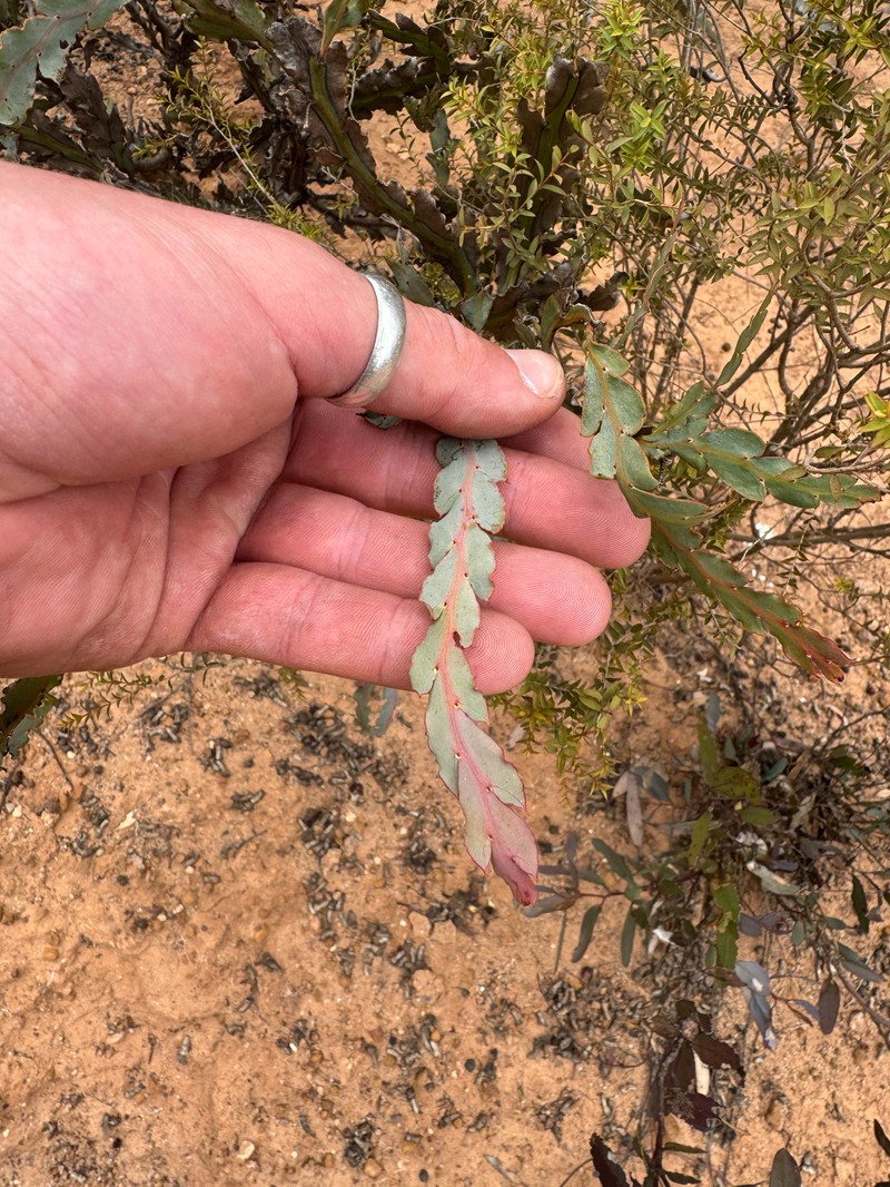 Acacia bifaria photo 6