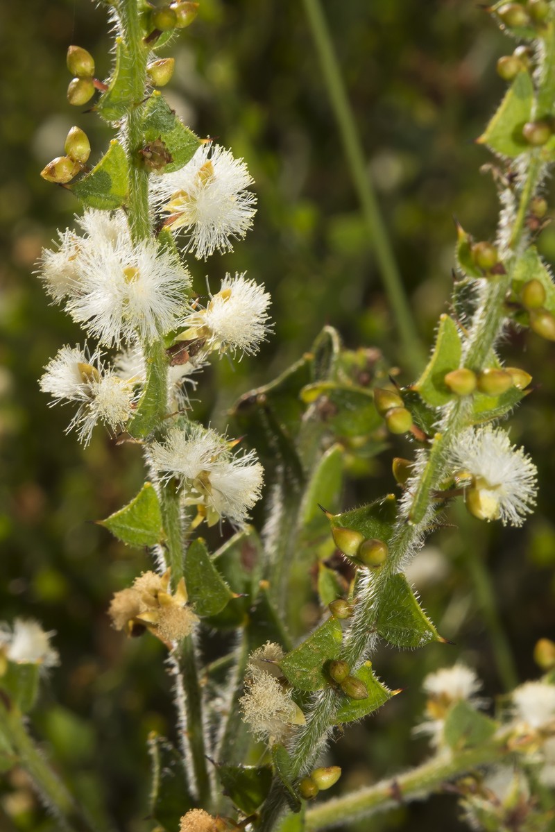 Acacia biflora