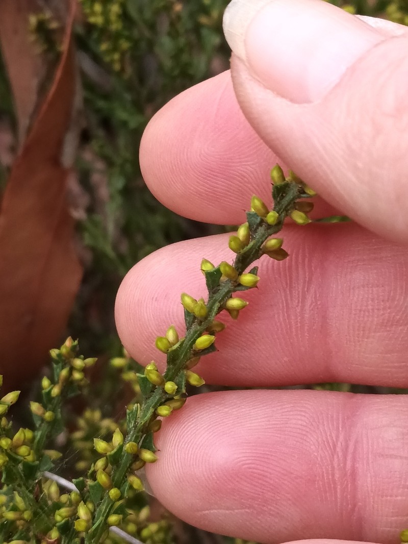 Acacia biflora photo 2