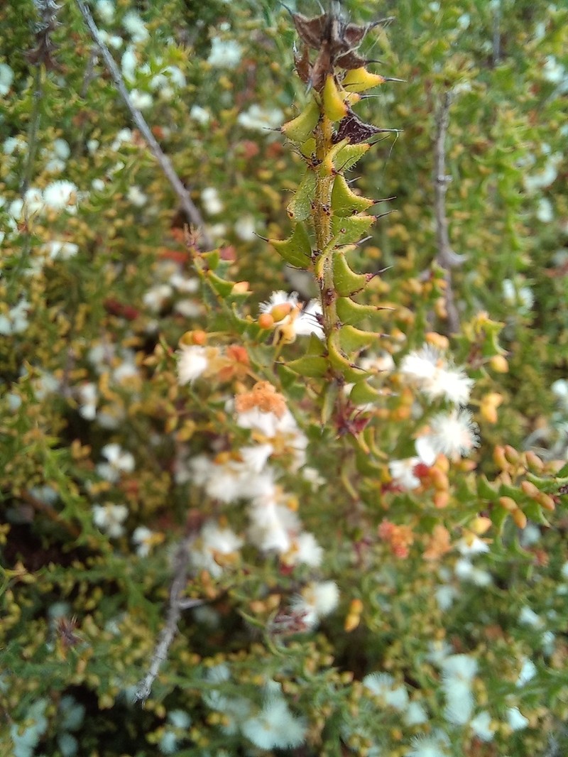 Acacia biflora photo 3