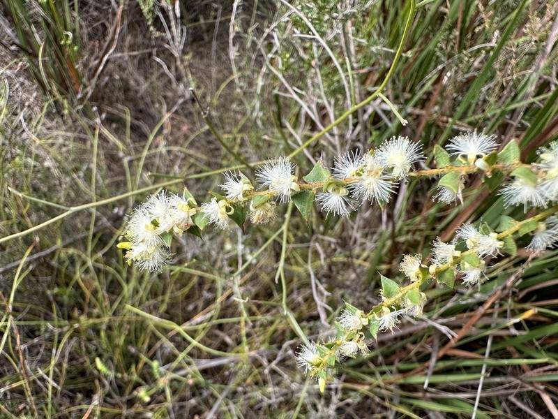Acacia biflora photo 4