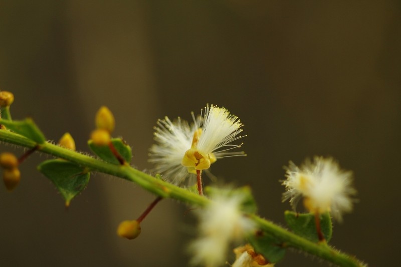 Acacia biflora photo 5