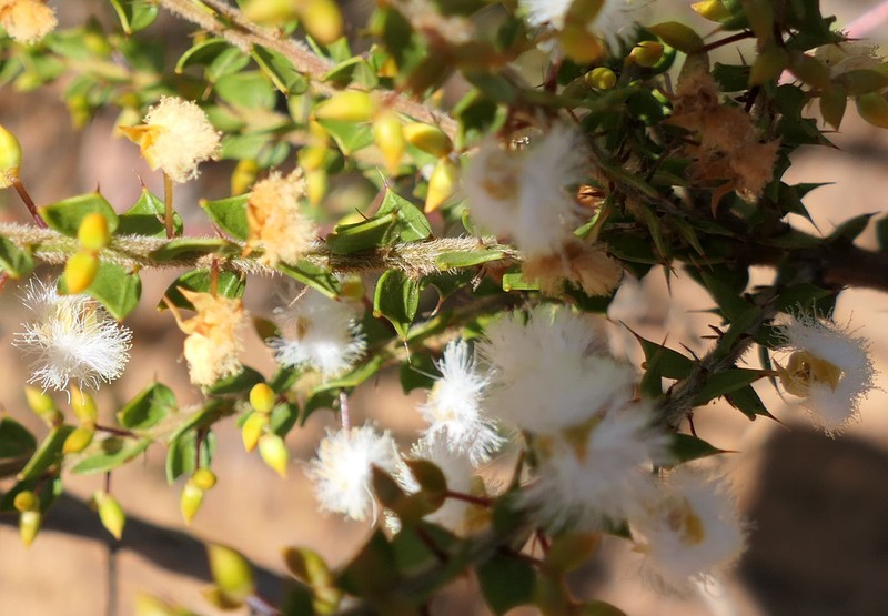 Acacia biflora photo 6