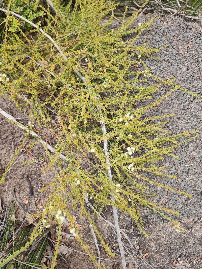 Acacia biflora photo 7