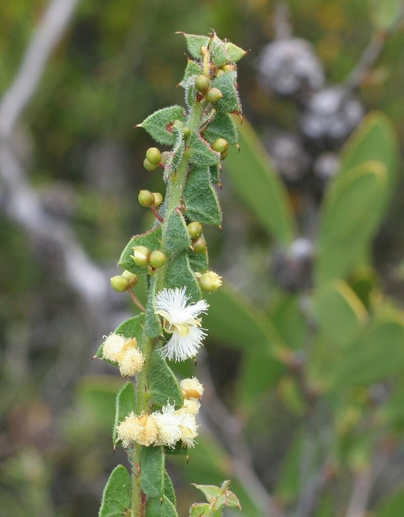 Acacia biflora photo 8