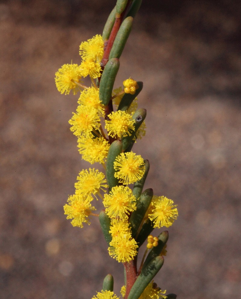 Acacia binata photo 3