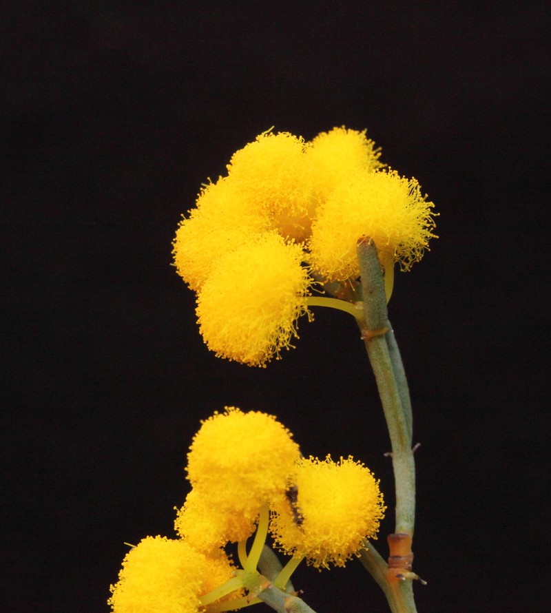 Acacia binata photo 4