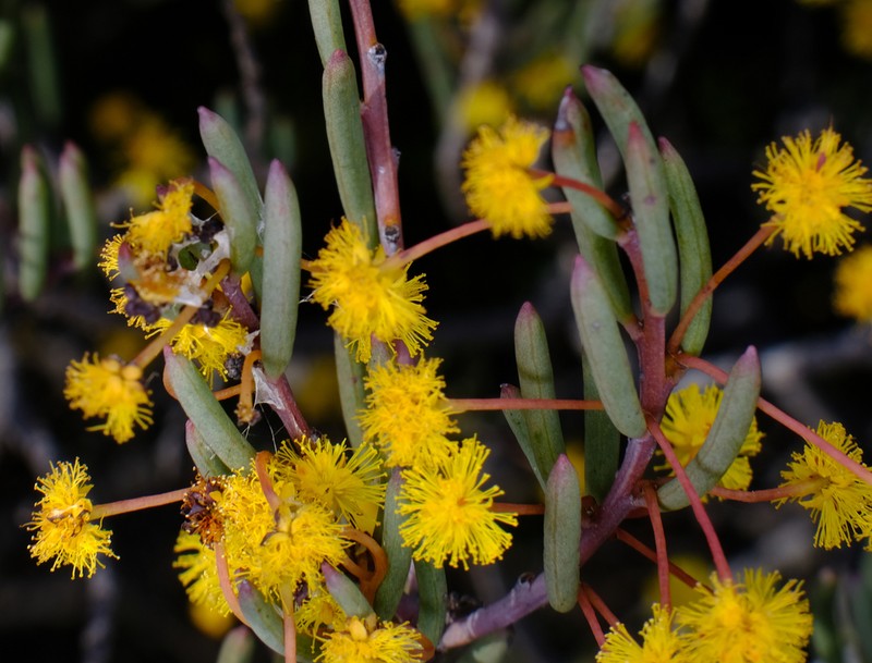 Acacia binata photo 5