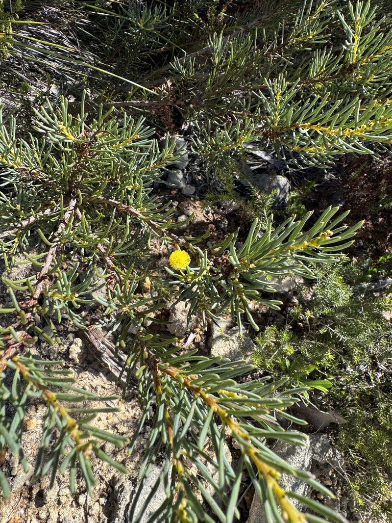 Acacia binata photo 6
