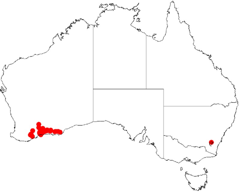 Acacia binata
