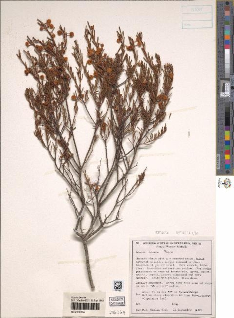 Acacia binata photo 2