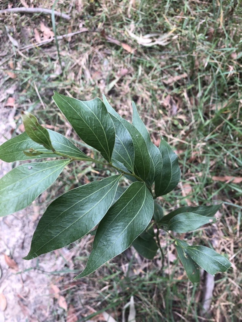 Two-Vein-Hickory photo 4