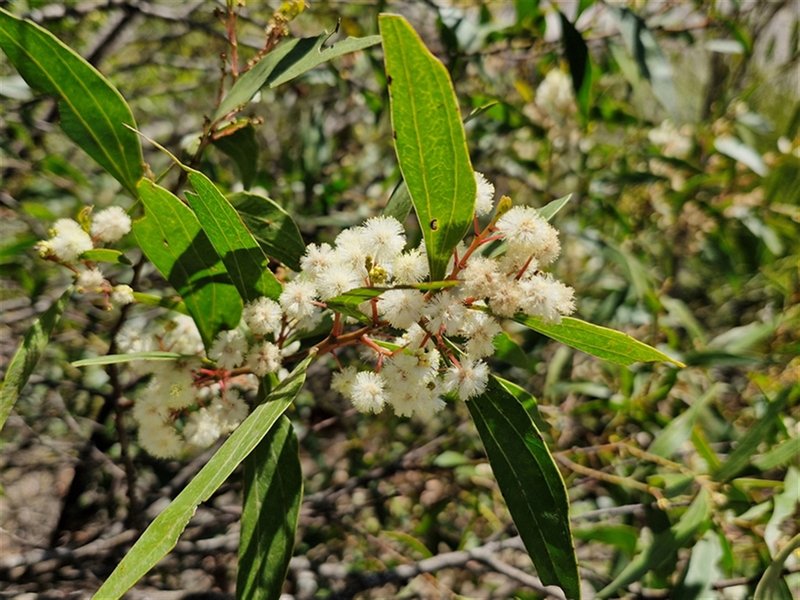 Two-Vein-Hickory photo 2