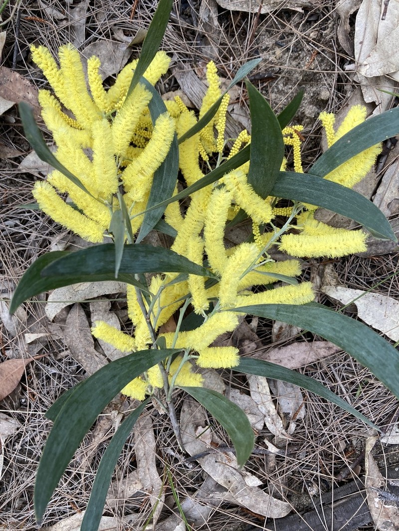 Acacia binervia photo 2