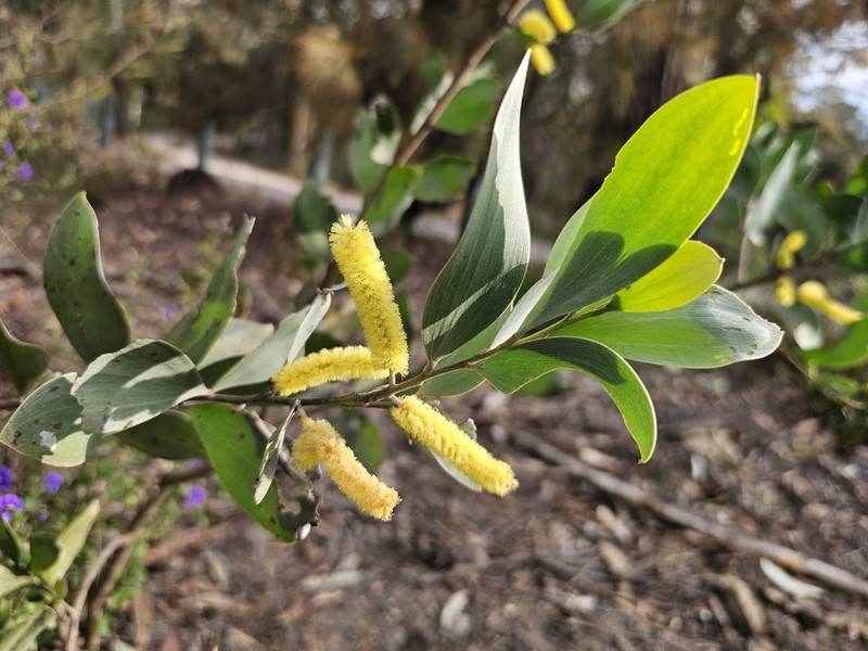 Acacia binervia photo 3