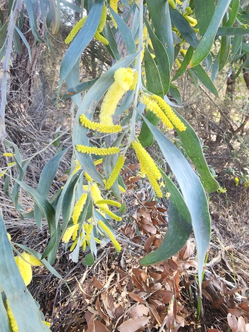 Acacia binervia photo 4