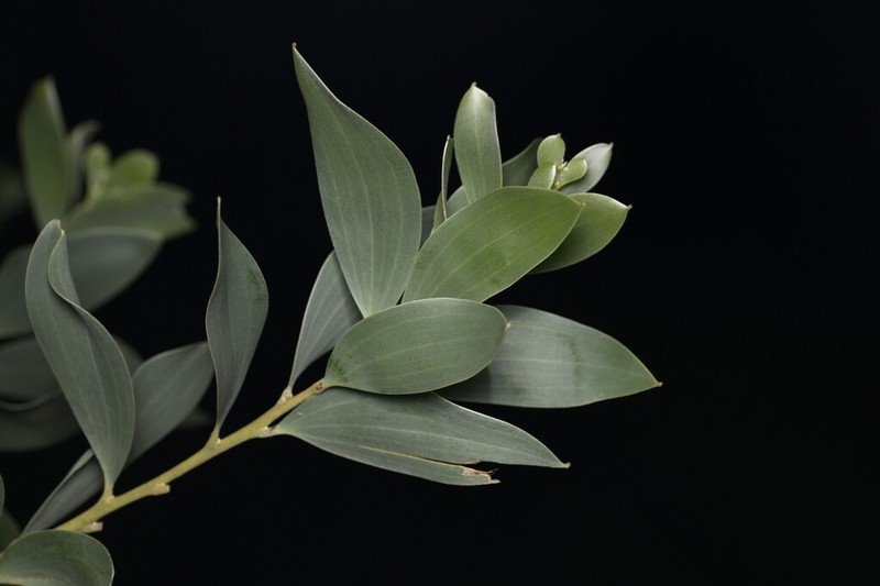 Acacia binervia photo 5