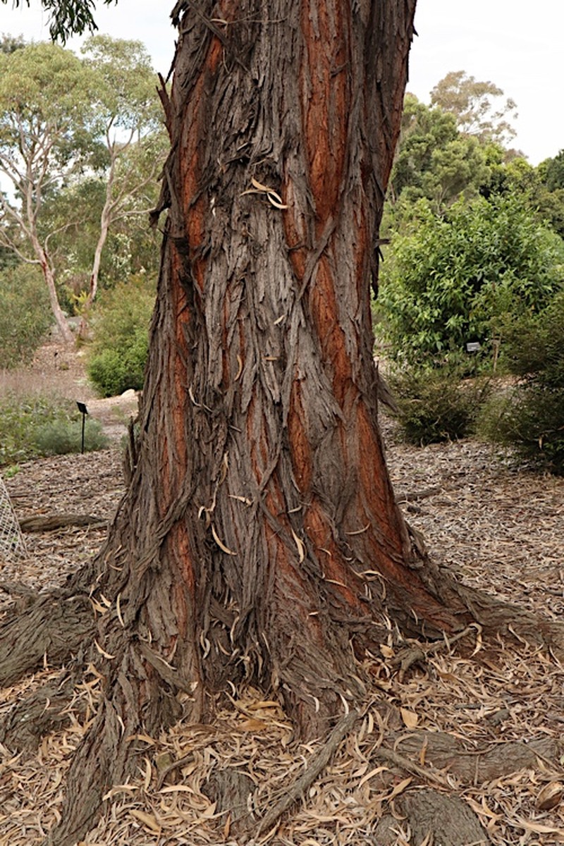 Acacia binervia photo 6