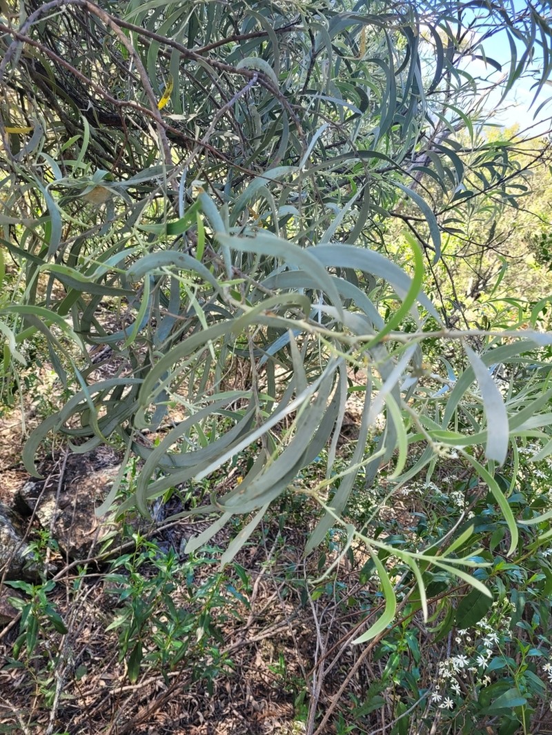 Acacia binervia photo 7