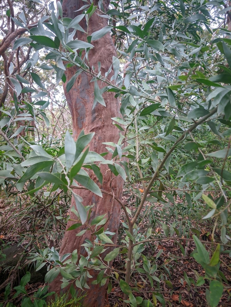 Acacia binervia photo 8