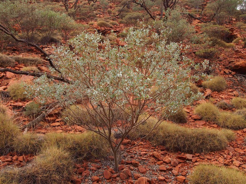 Acacia bivenosa