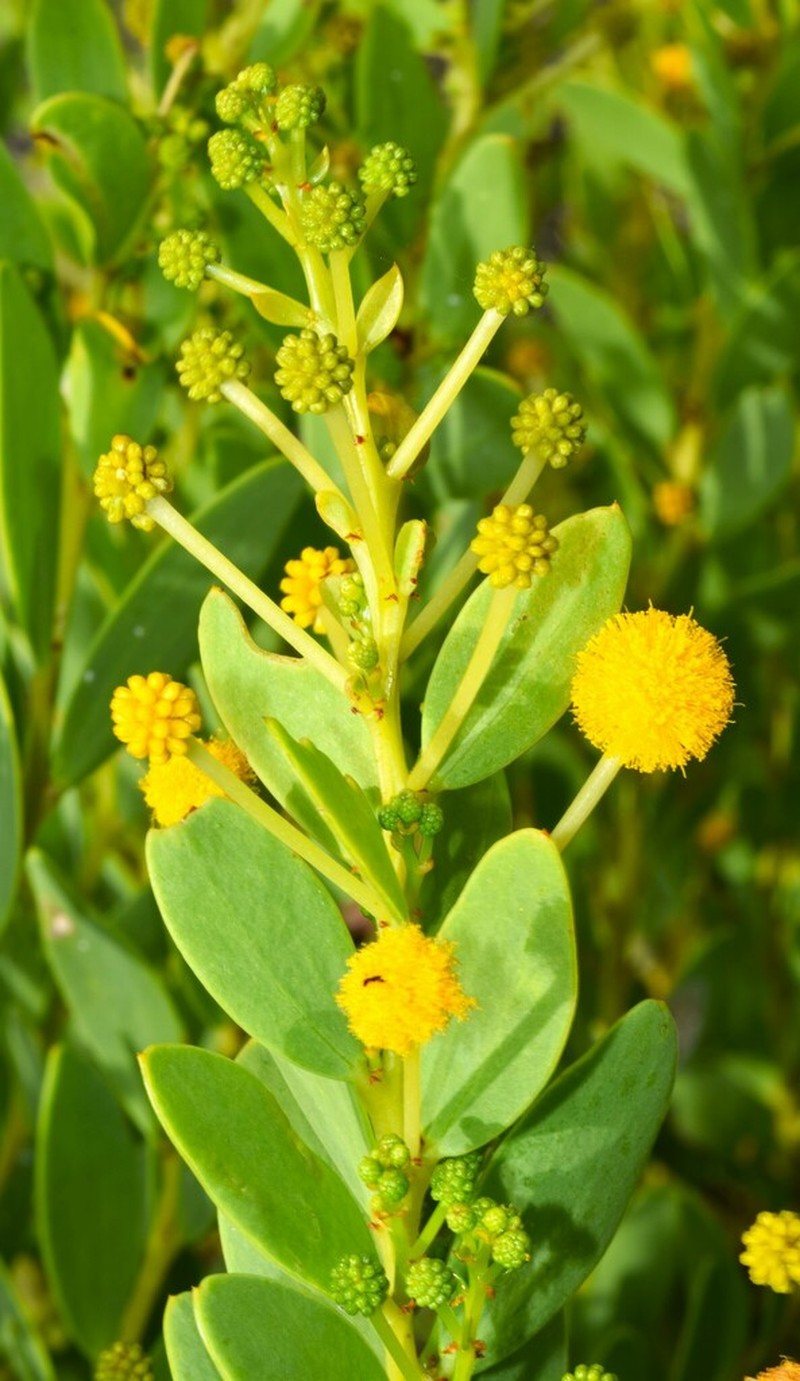 Acacia bivenosa photo 2