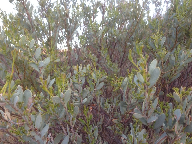 Acacia bivenosa photo 3