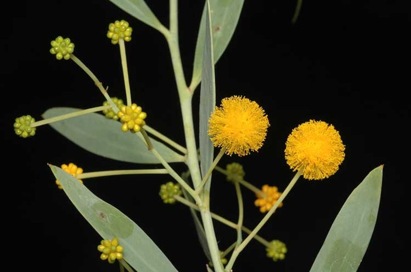 Acacia bivenosa photo 4