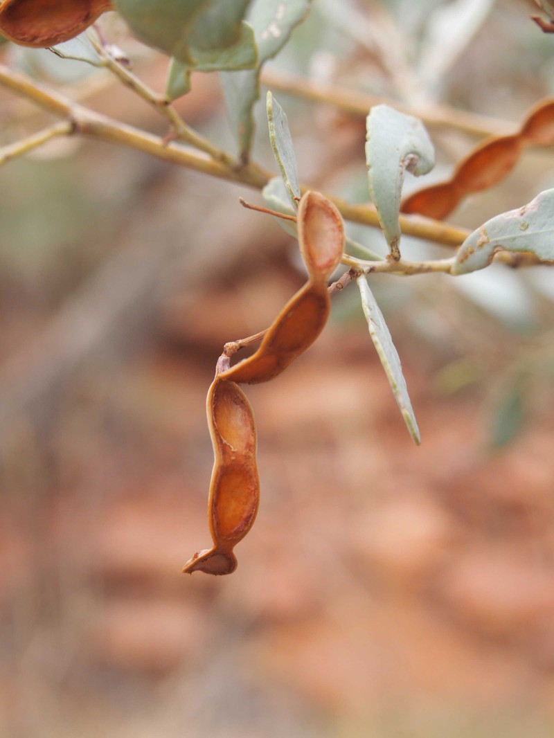 Acacia bivenosa photo 5