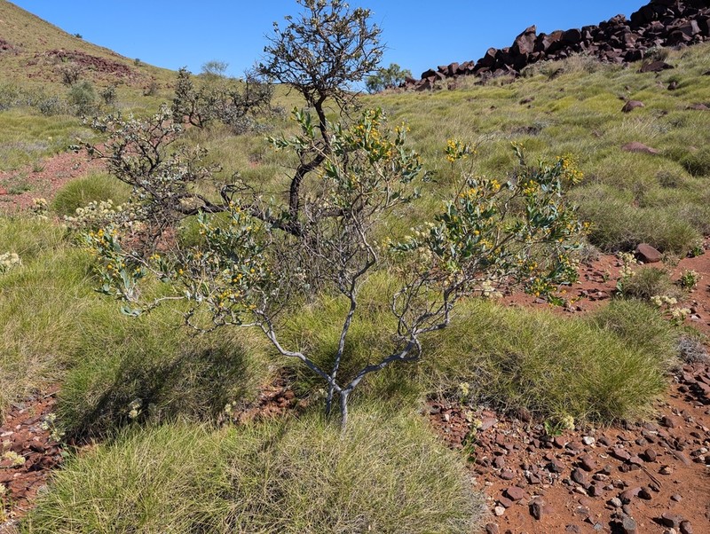 Acacia bivenosa photo 6