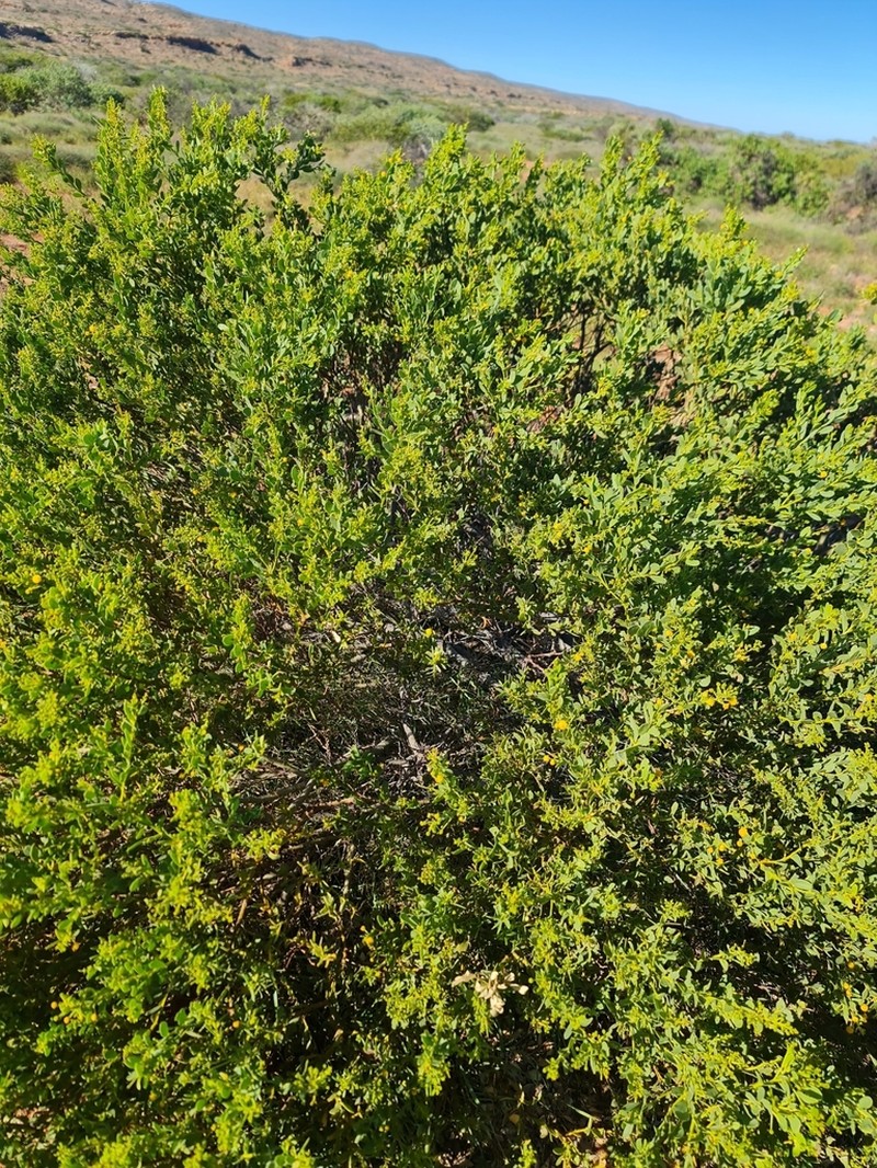 Acacia bivenosa photo 7