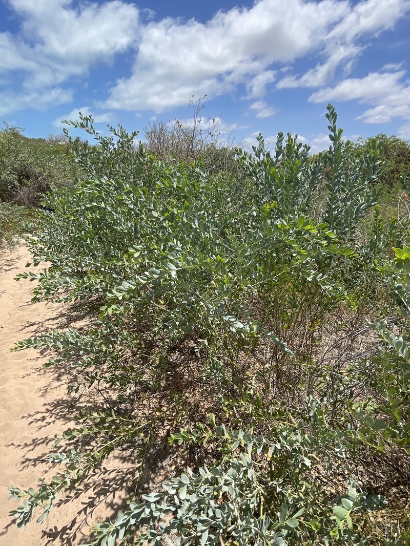 Acacia bivenosa photo 8