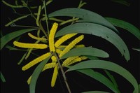 Acacia blakei