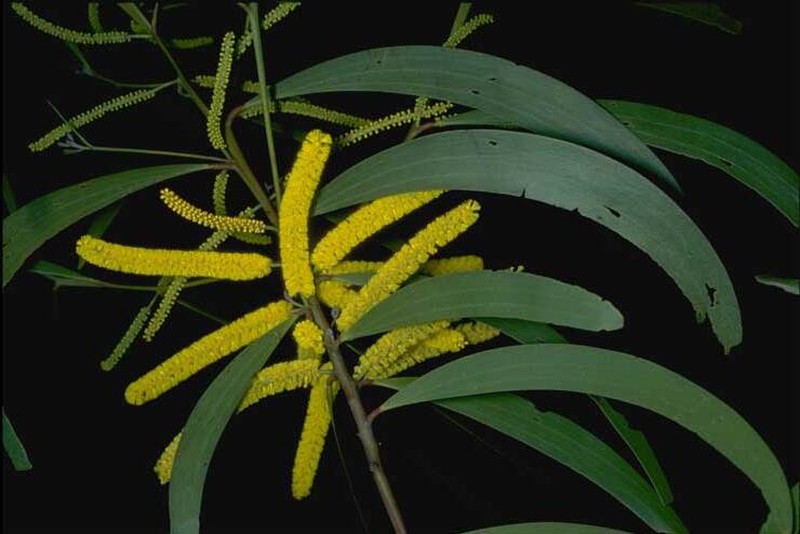 Acacia blakei