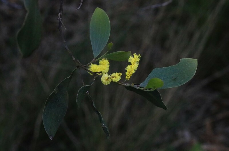 Acacia blakei photo 2