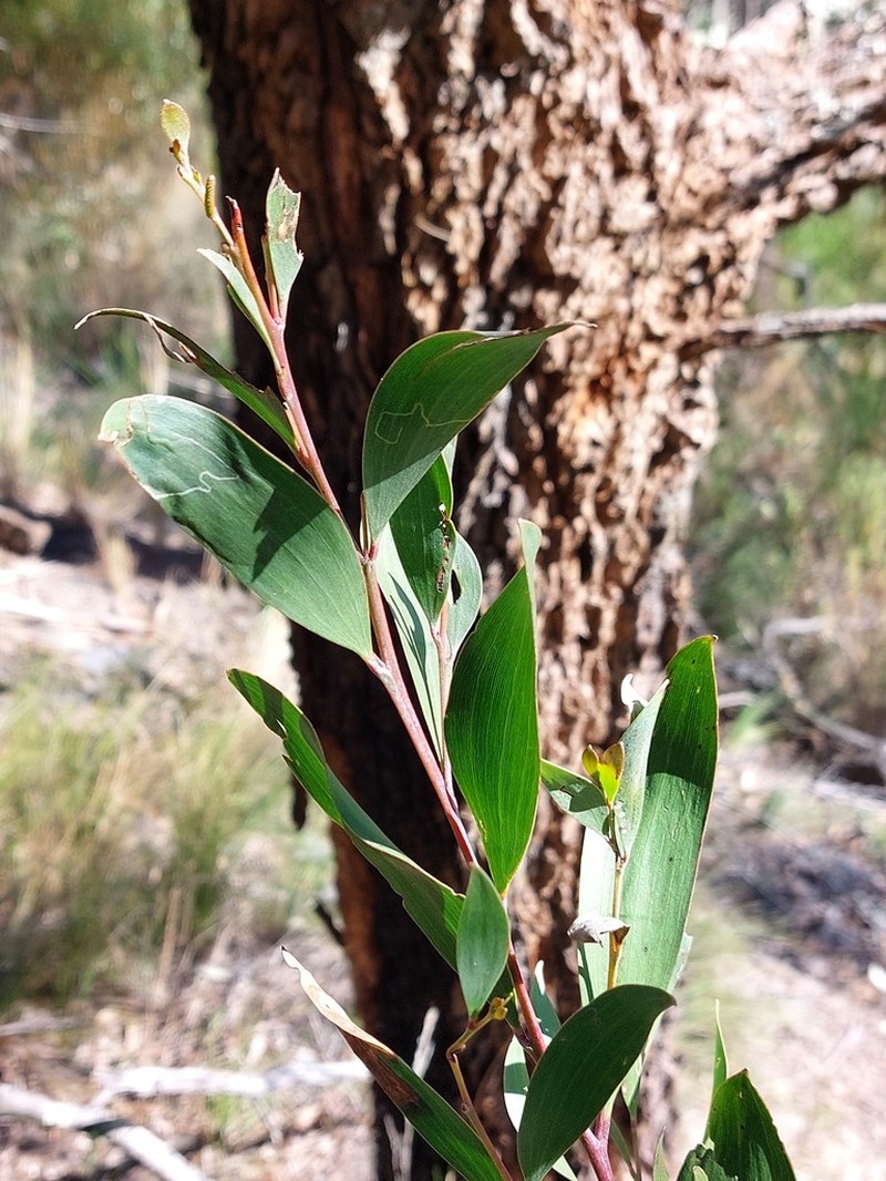 Acacia blakei photo 3