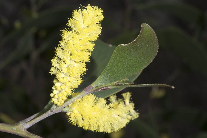 Acacia blakei photo 4
