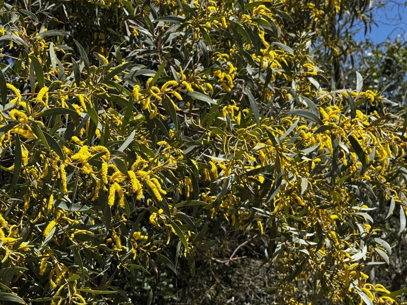 Acacia blakei photo 5