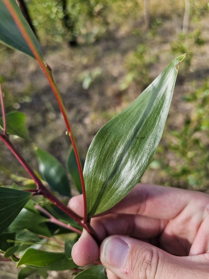 Acacia blakei photo 6