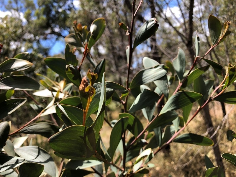 Acacia blakei photo 7