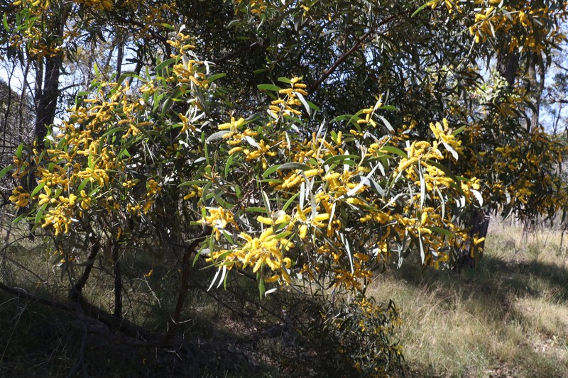 Acacia blakei photo 8