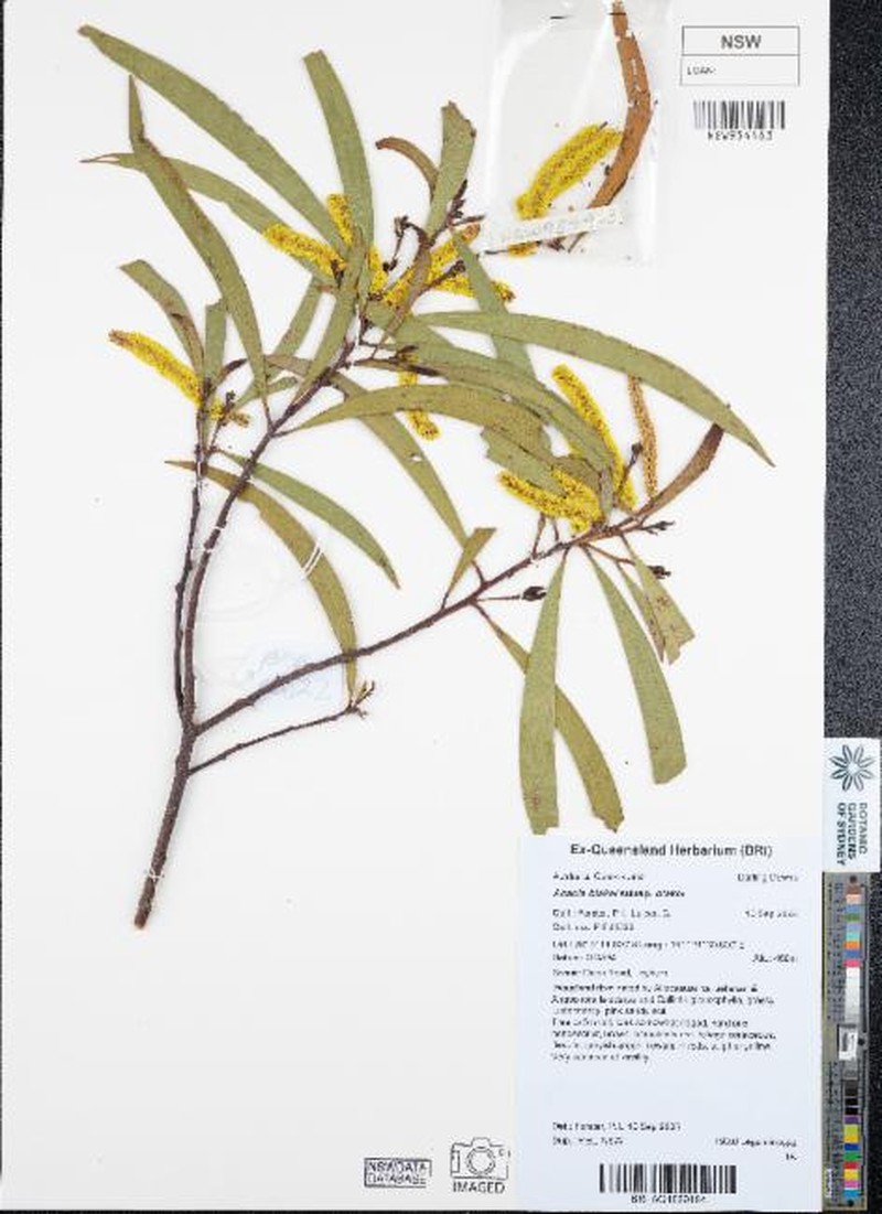 Acacia blakei subsp. blakei