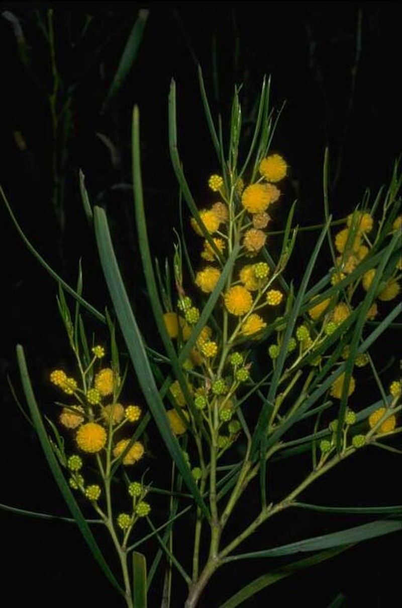 Acacia blakelyi
