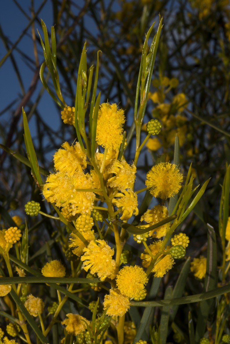 Acacia blakelyi photo 2