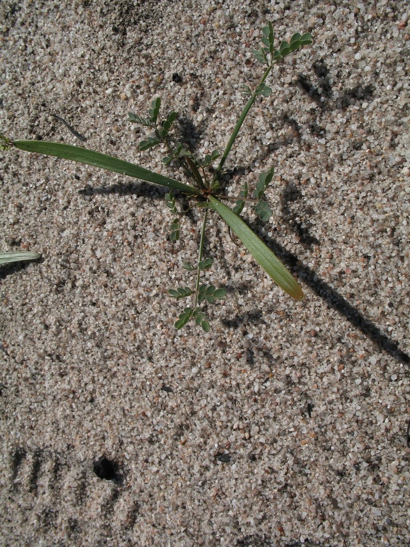 Acacia blakelyi photo 3