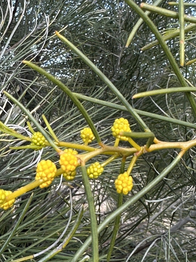 Acacia blakelyi photo 4