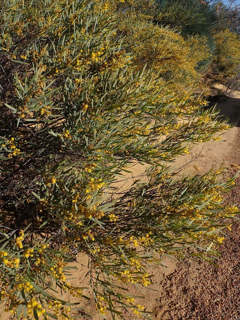 Acacia blakelyi photo 5